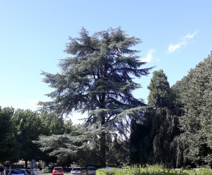 Cèdre Apothicairerie Bourg en B