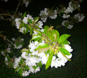 Cerisier dans la nuit avril 2016 4