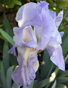 iris mauve Sainte Blandine mai 2019