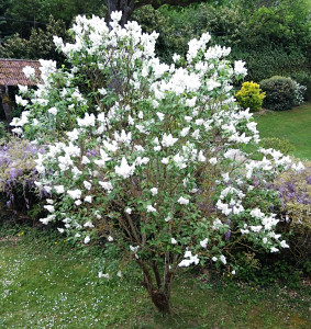 Lilas Sainte Blandine Marie-Gabrielle Pastré 042018