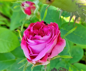 Rose centifolia jardin Marie-Gabrielle Pastré
