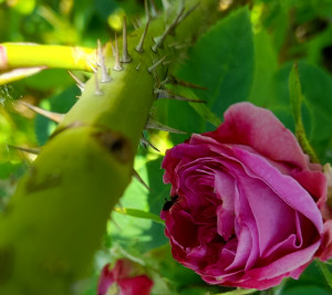 La rose centifolia et ses épines
