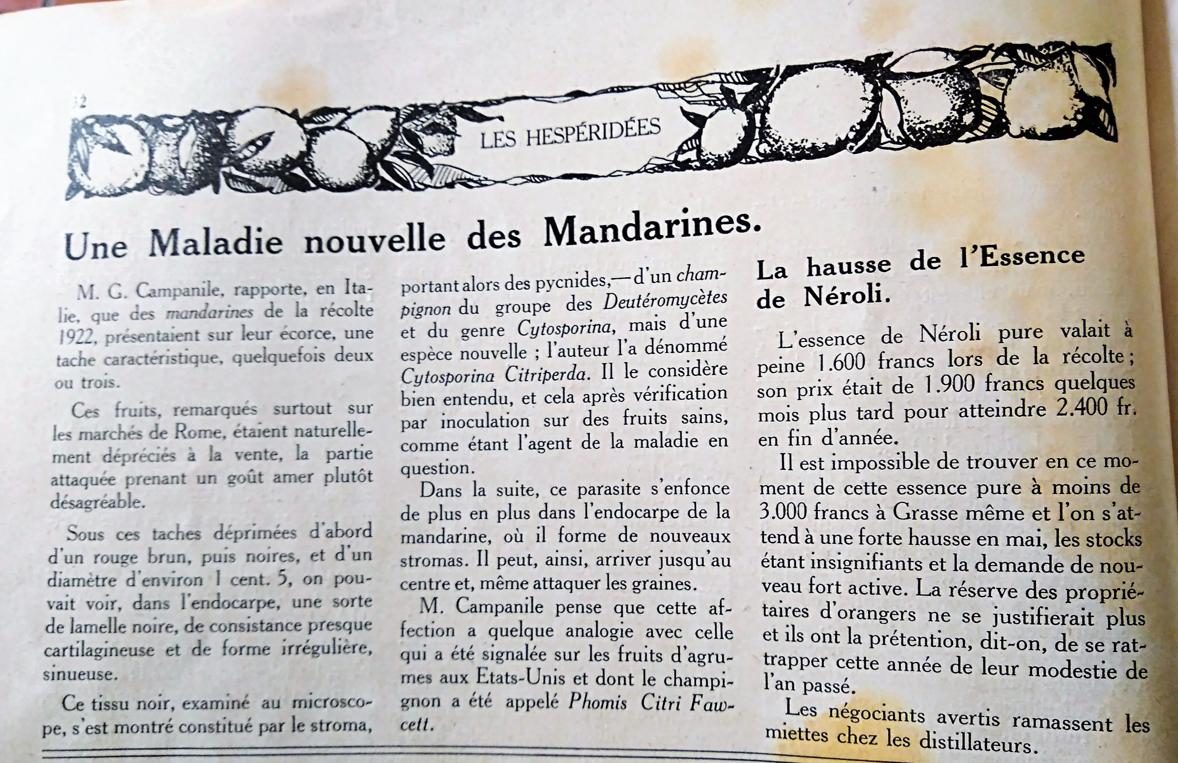 Articles La Parfumerie Moderne 021924 Maladie nouvelle des Mandarines et Hausse de l'Essence de Néroli