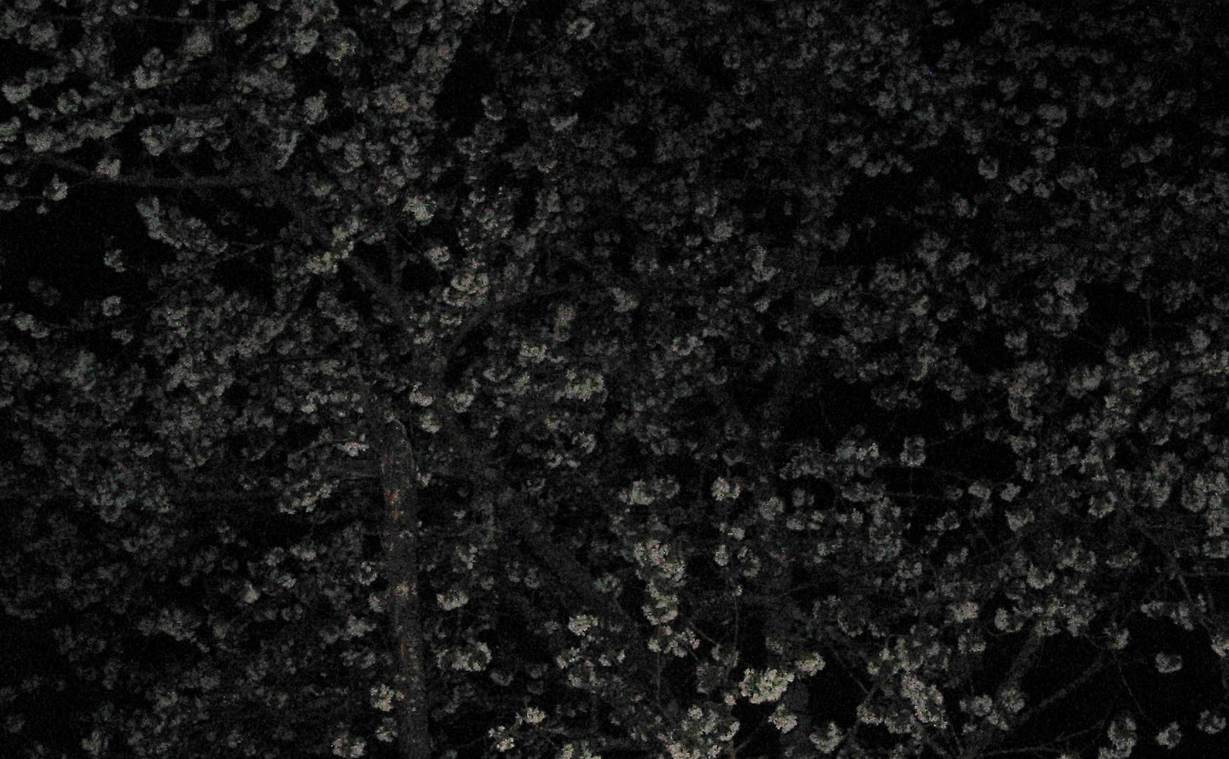 Cerisier dans la nuit avril 2016 1 lumineuse