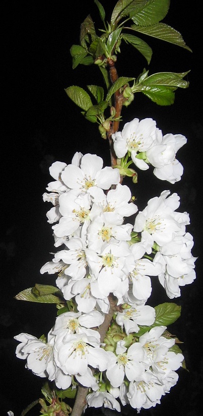 Cerisier dans la nuit avril 2016 2