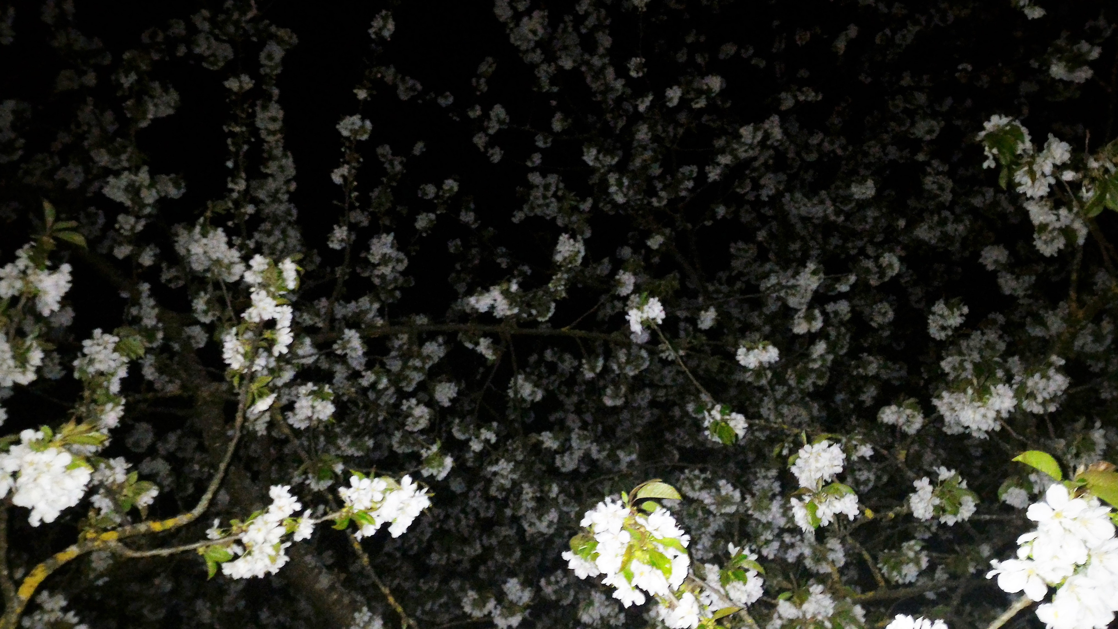 Cerisier dans la nuit avril 2016 5