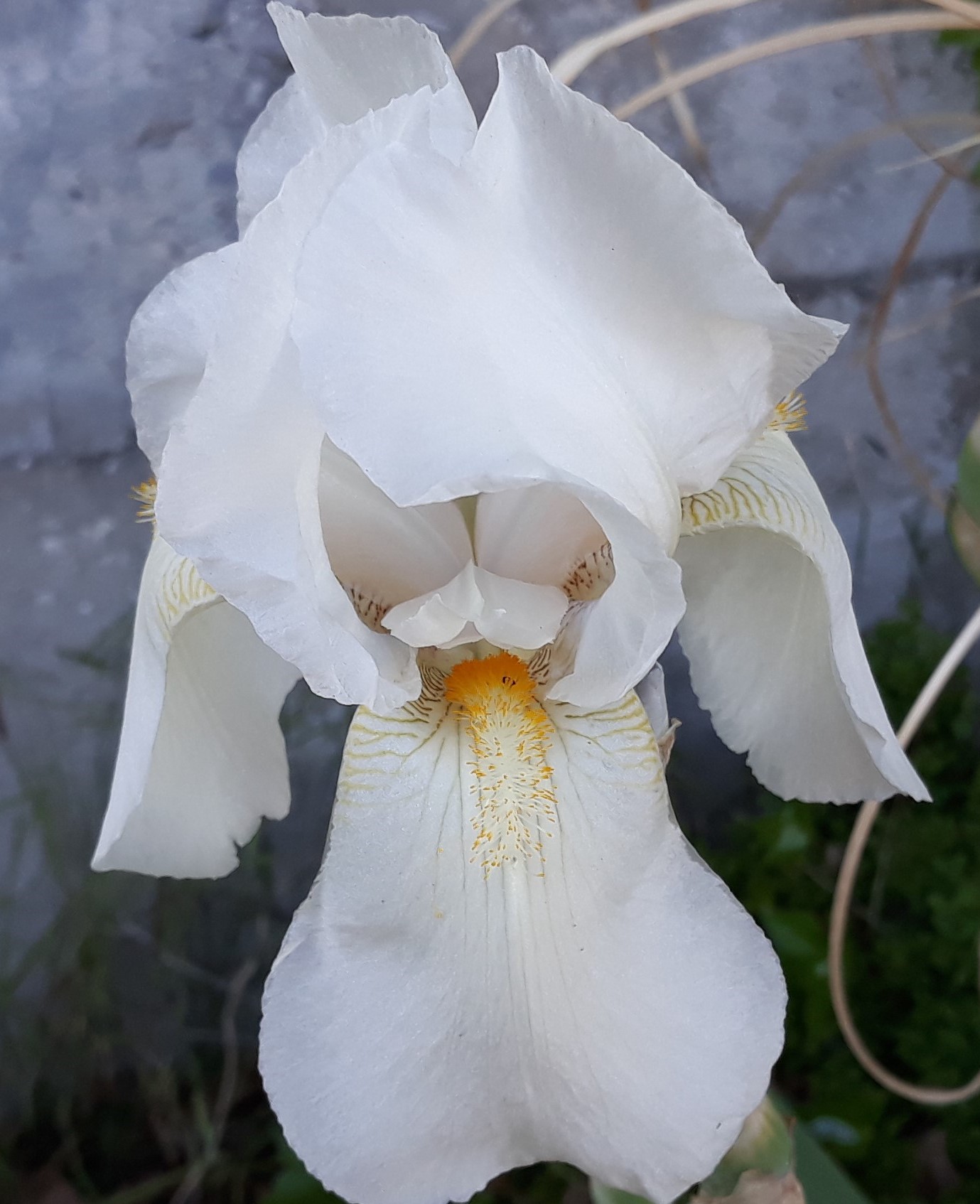 Iris blanc Sainte Blandine mai 2019