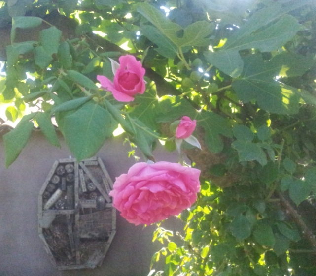 La rose et le figuier entrelacés au jardin du MIP