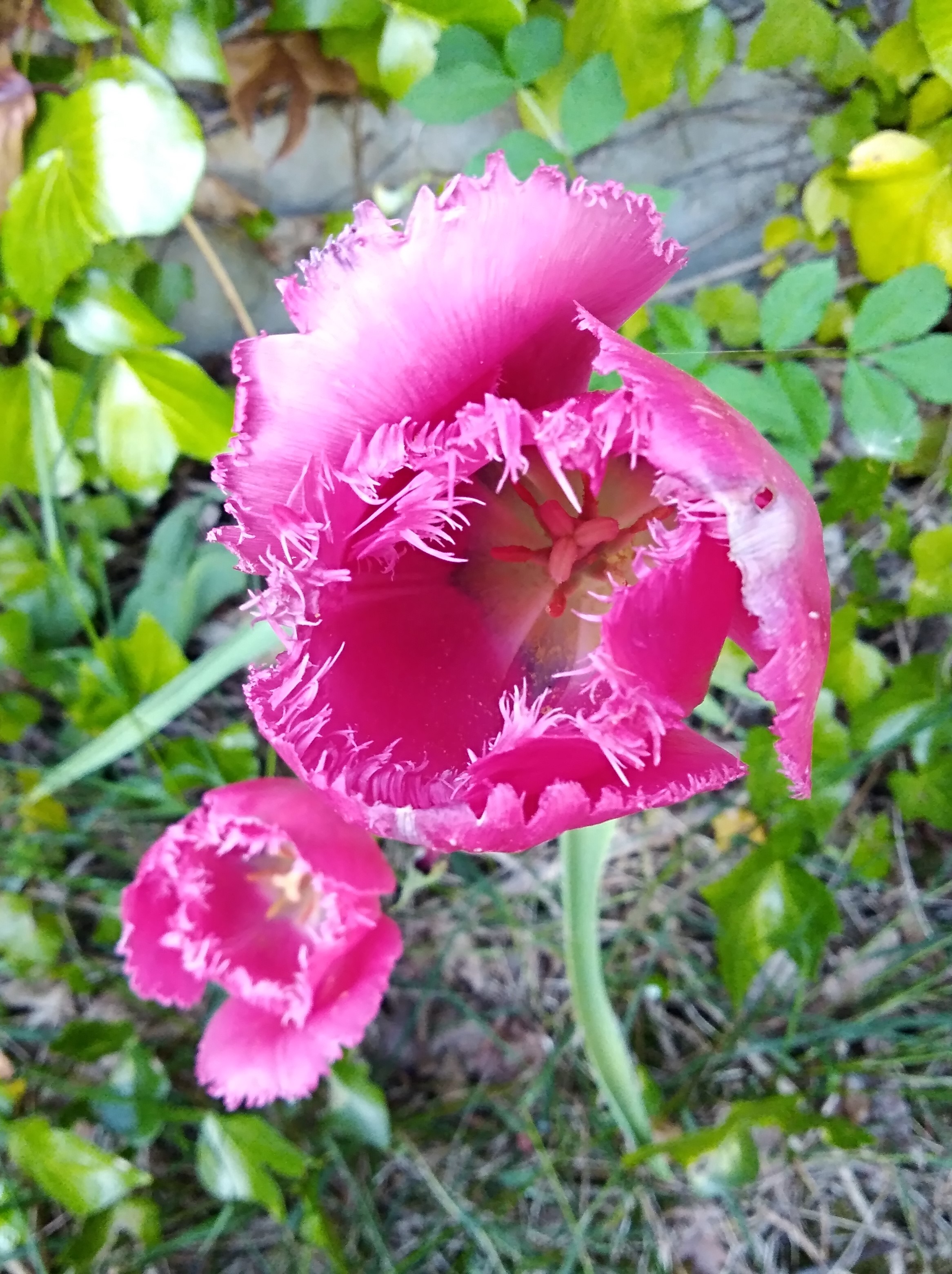 Tulipes roses carnivires jardin 042018 blog Parfumeurs Amateurs