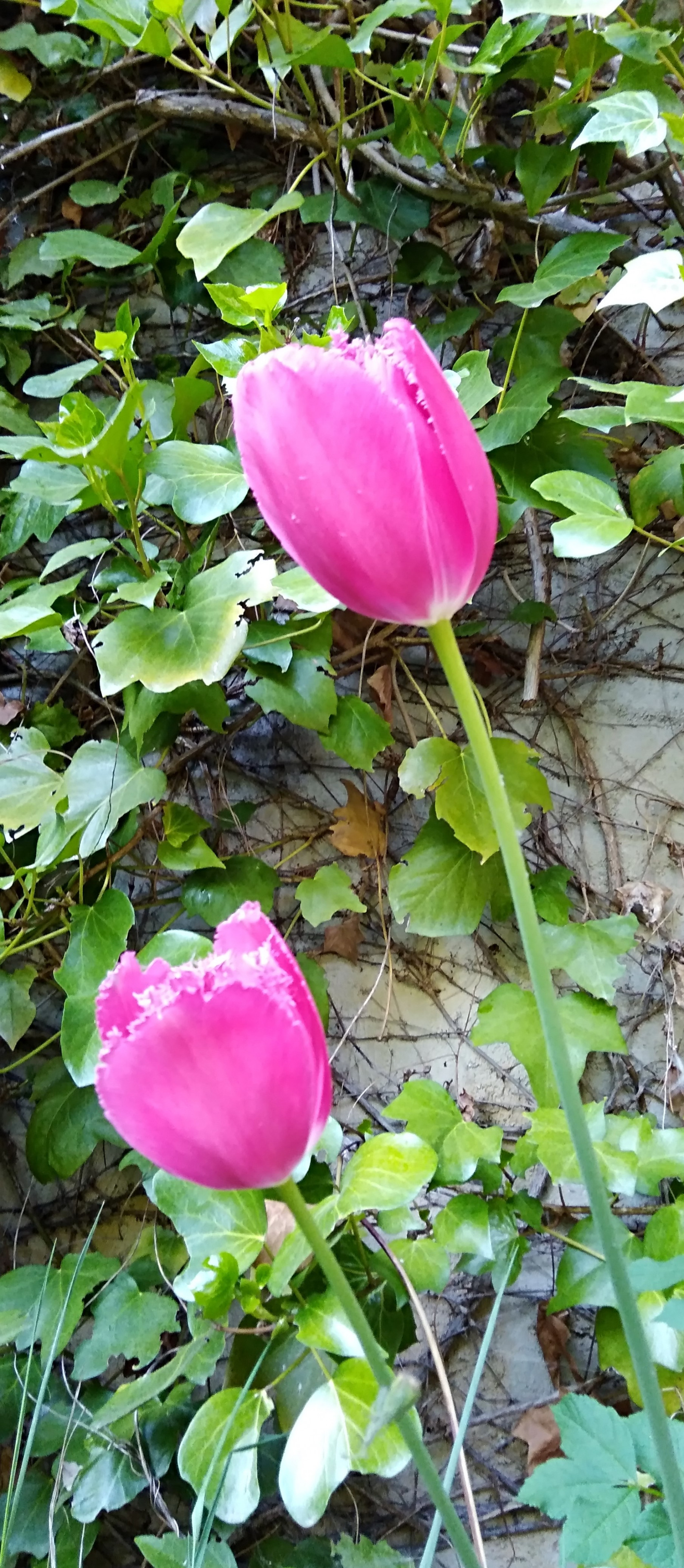 Tulipes roses duo jardin 042018 blog Parfumeurs Amateurs