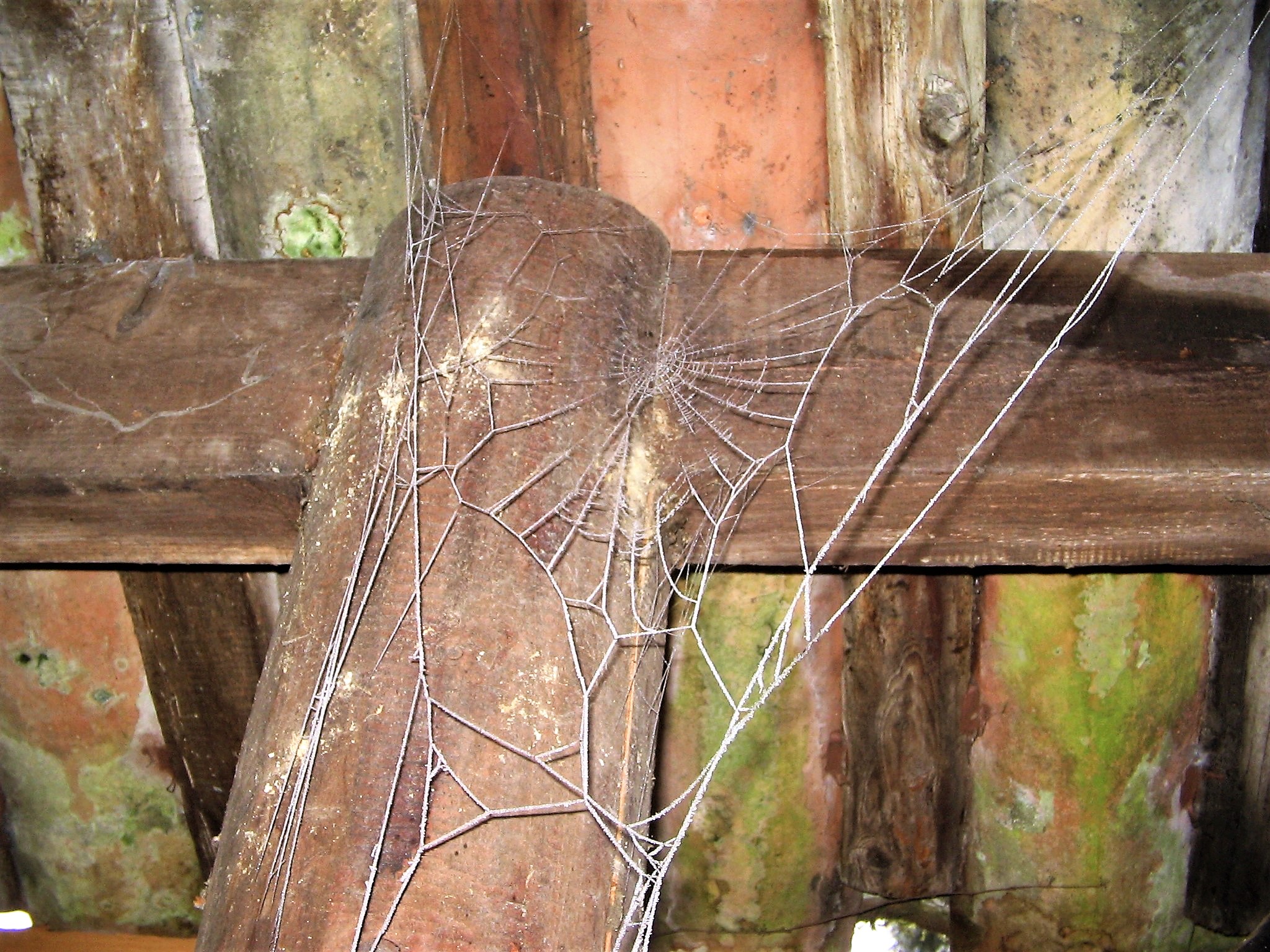telle une dentelle, une toile d'araignée givrée du jardin de Sainte Blandine